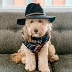 karmathebernedoodle profile picture