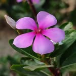 kashishh_naturephotography_ profile picture