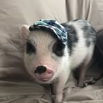 kash_the_pig profile picture