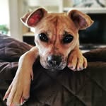 kasih.the.bali.dog profile picture