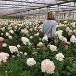 katiemarxflowers profile picture