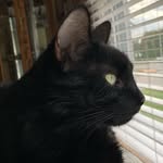 katie_smokey_thedodo profile picture
