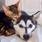 katmaihusk_bengal profile picture