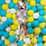 kats_k9s profile picture