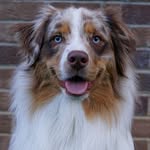 katsutheaussie profile picture