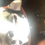 katuore profile picture