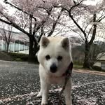 kazunari_oku profile picture