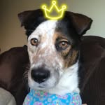 kdishome profile picture