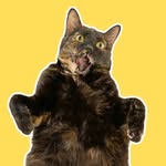 kedikopekcicek profile picture