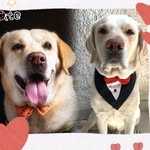 keebo_leo_labradors profile picture