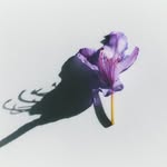 keirlaird profile picture