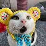 keith_the_cat_cow profile picture