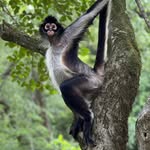 kekethespidermonkey profile picture