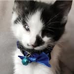 kellyfosterkittens profile picture