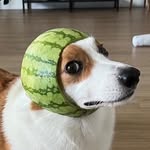 kenthecorgi profile picture