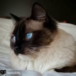 kerbykitty profile picture