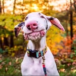 kernelthegreatdane profile picture