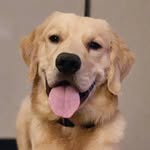 kevin_da_golden profile picture