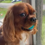 kevin_the_cavi profile picture