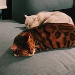 kewbocha_cat profile picture