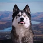 keyush_the_stuntdog profile picture