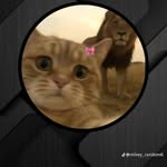 khema3299 profile picture