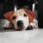 kiara_pupp profile picture
