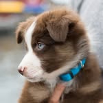 kiba.aussie profile picture
