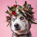 kikythehusky profile picture