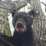 kilhambearcenter profile picture