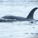 killerwhalephotography profile picture