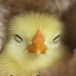 killoqueteveo profile picture