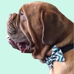 kilo_dogue profile picture