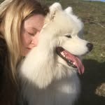 kimba_and_kafka_samoyed profile picture