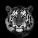 kind_animals profile picture
