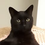 king.jetblack profile picture