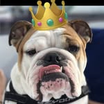 kingbentleythebulldog profile picture