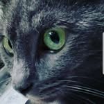 kinghenry1423 profile picture