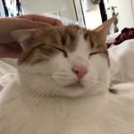 kingjameskitty profile picture