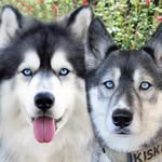 kiskaandkoda profile picture