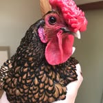 kitchenrooster profile picture