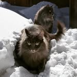 kitsunesiberianforestcat profile picture
