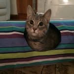 kitten_bubbles_official profile picture