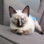kittenkonnoisseur profile picture