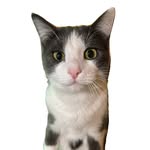 kittensinthecloset profile picture