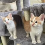 kittenspices profile picture