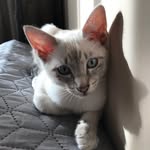 kittling_the_siamese profile picture