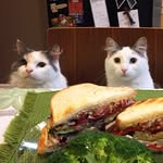 kitty_and_kitten profile picture
