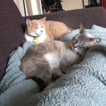 kitty_city profile picture