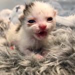 kitty_fostering_oz profile picture